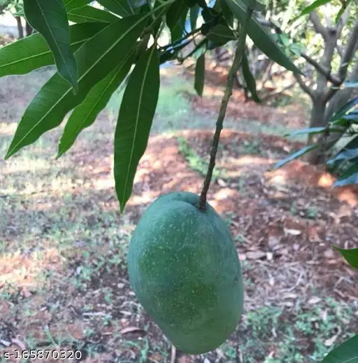 Himayat/Imam Pasand Mango Plant